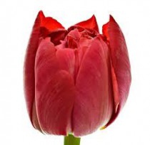 Peony tulip
